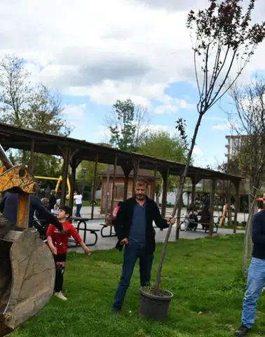 Diyarbakır Bismil’de parklar yenileniyor: Kuruyan ağaçların yerine yenileri dikiliyor