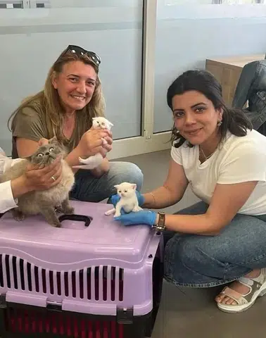 Diyarbakır'da sokak hayvanları için seyyar müdahale aracı ve Çadır-Vet