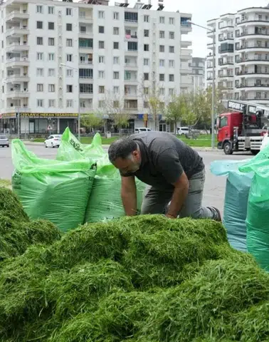 Diyarbakır'da çevre dostu uygulama: Park çimleri hayvan yemi oluyor