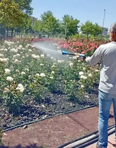 Diyarbakır'ın gülleriyle meşhur parkı korumaya alındı: Özel bakım uygulandı