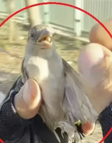 Diyarbakır'da motokurye Yusuf Dinar'ın vicdan dolu müdahalesi Serçeyi ölümden kurtardı