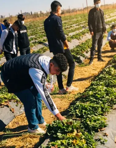 Diyarbakır'ın ovasında üniversite eliyle tarımsal dönüşüm: Sahada öğreniyorlar