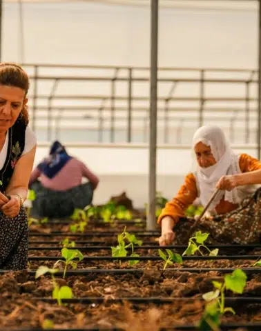 Diyarbakır'da kadın emeği serada yeşeriyor: Eğitim bitti, üretim başladı