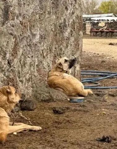 Diyarbakır'da sokak hayvanlarıyla ilgili 'ateşli ekipman' iddiasına belediye cevap verdi