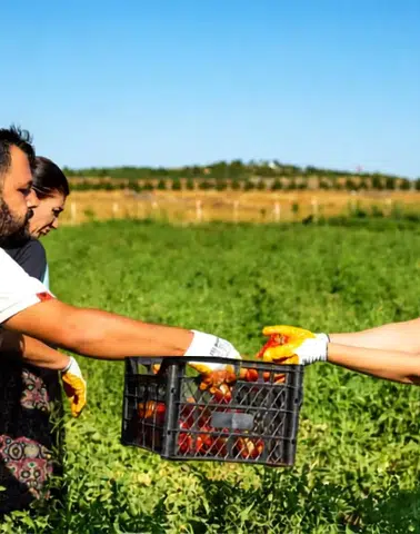 Kayapınar'da anlamlı hasat: 7 dönümlük bostanda üretilen ürünler dar gelirlilere ulaşıyor