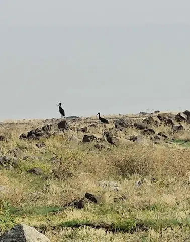 Diyarbakır semalarında sonbahar göçü: Kara leylekler bölge halkını şaşırttı