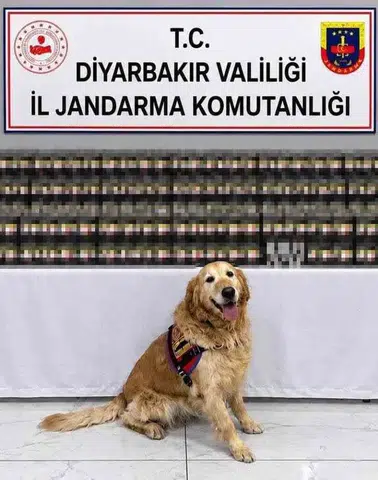 Diyarbakır genelinde jandarmadan büyük kaçakçılık operasyonu: 29 şüpheli yakalandı