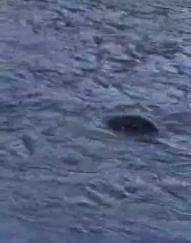 Dicle Nehri'nde nadir görülen su samuru: On Gözlü Köprü yakınında balık avladı