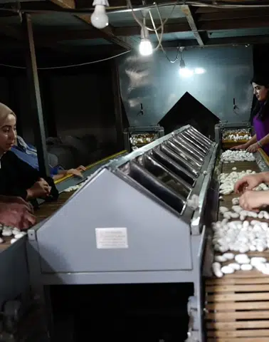 Diyarbakır Kulp'ta ipek böcekçiliği binlerce aileye umut kapısı oldu