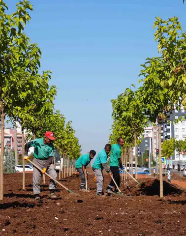 Diyarbakır’da yeşil seferberlik: 9 bin ağaç ve 50 bin çalı toprakla buluştu