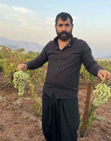 Diyarbakır Çermik'te üzüm bereketi: 81 ile gönderilen lezzet sofralara ulaşıyor