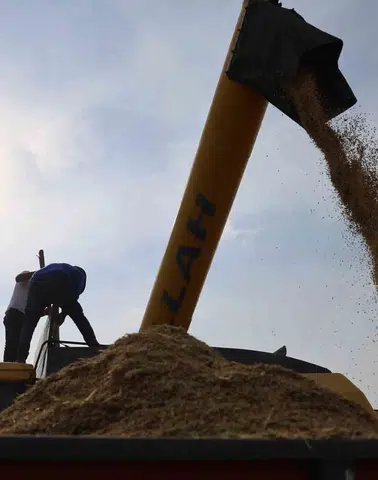 Diyarbakır'ın tescilli Karacadağ pirincinde hasat mesaisi: Hem makine hem imece usulü