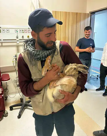 Kocaköy'de örnek dayanışma Yaralı gebe tavşanı hastane bahçesinde iyileştirdiler