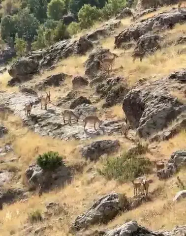 Çermik kırsalında doğa şöleni Gelincik Dağı yamaçlarında dağ keçisi sürüsü görüldü