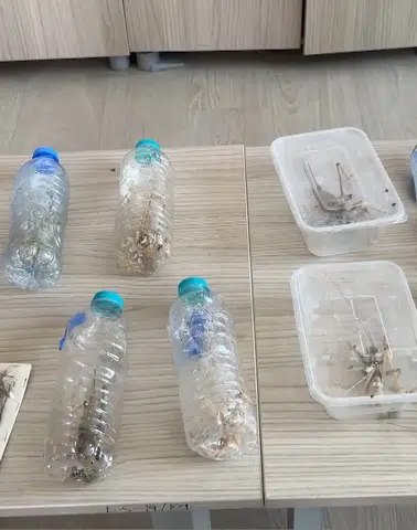 Nemrut'ta canlı çekirgeyle yakalanan şüphelilere 1,4 milyon TL ceza: Diyarbakır'daki uzman uyardı