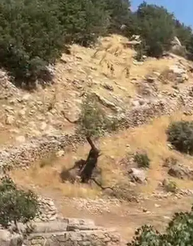 Diyarbakır Çermik'te nadir görülen yaban keçileri görüntülendi: Sürü halinde geziyorlar