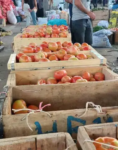 Diyarbakır Çüngüş'te ata tohumu bereketi: Organik domates hasadı başladı