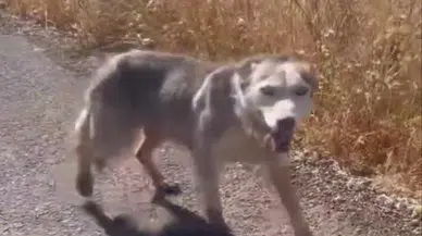 Çınar’da melez kurt şaşkınlığı