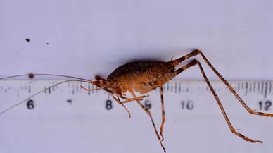 Dicle Nehri’nde yeni bir çekirge türü keşfedildi