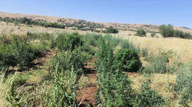 Hazro’da operasyon: 22 bin kök kenevir ele geçirildi