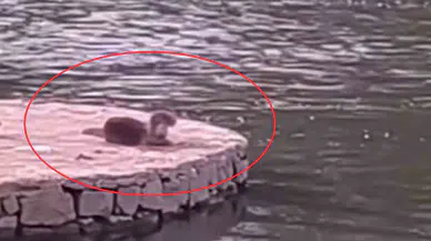 Nesli tehlike altındaki su samuru görüldü