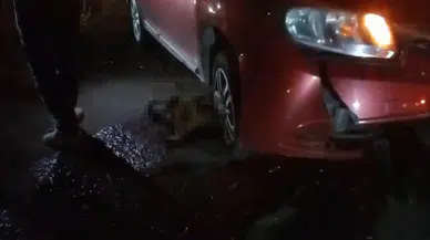 Silvan’da yol ortasında doğum yapan mandaya otomobil çarptı