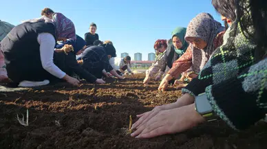 Diyarbakır’da Kadınlar Safran ekimiyle bereket katıyor