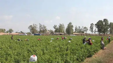 Diyarbakır'da kırsal kalkınma desteği: Hibe başvuru detayları duyuruldu