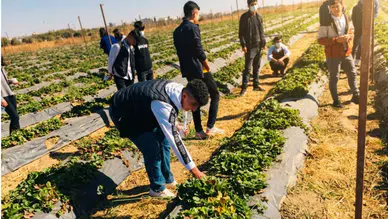Diyarbakır'ın ovasında üniversite eliyle tarımsal dönüşüm: Sahada öğreniyorlar