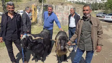 Çermik hayvan pazarında arefe yoğunluğu Kurbanlık fiyatları 10 bin liradan başlıyor