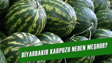 Diyarbakır Karpuzu Neden Meşhur? Mevsimi Ne Zaman? İşte Diyarbakır Karpuzu Hakkında Bilgiler…