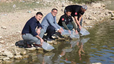 Kıralkızı Barajı’nda 100 bin pullu sazan yavrusu suya bırakıldı