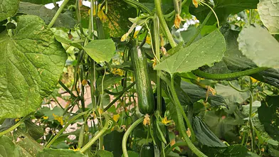 Diyarbakırlı girişimciden bölgeye örnek proje: Her gün 4 ton salatalık üretiyor