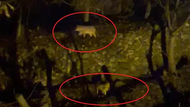 Silvan’da kurt paniği: Aç kalan kurtlar yerleşim yerine indi