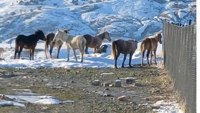 Diyarbakır'da Kar Krizi: Yaban Atları İlçe Merkezini Bastı