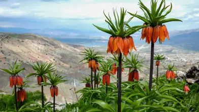 Diyarbakır'da ters lale manzarasına bakanlar gözlerini alamıyor