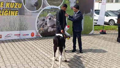 Diyarbakır'da buzağılar güzellikte yarıştı: Birinci belli oldu