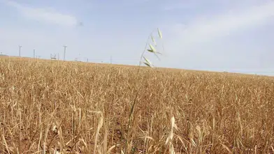 Diyarbakır'da taşlık tarlalar ekili gösterildi: 22 kişiye sahte çiftçi davası açıldı