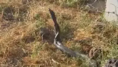 Çınar kırsalında 3 metrelik iki yılan görüldü Sıcak hava doğada hareketliliği artırdı