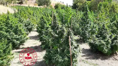 Diyarbakır'da kenevir ekimine büyük darbe: 5 ilçede 387 bin kök ele geçirildi