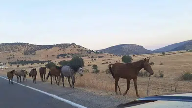 Silvan’da sürücülerin at sürüsüyle imtihanı Dönenkaya yolunda tehlikeli anlar