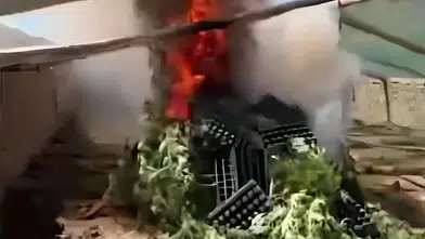 Diyarbakır Ergani'de şaşırtan manzara: Mini sera kurup kenevir yetiştirmişler