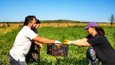 Kayapınar'da anlamlı hasat: 7 dönümlük bostanda üretilen ürünler dar gelirlilere ulaşıyor