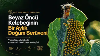 Hevsel Bahçeleri'nde saklı kalan anlar: Beyaz öncü kelebeğinin 35 günlük serüveni