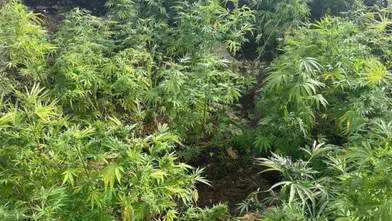Diyarbakır'da 48 bin 579 kök kenevir imha edildi: 1.2 ton esrar elde edilebilecekti