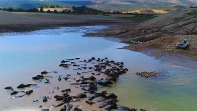 Diyarbakır manda yetiştiriciliğinde potansiyelini artırıyor Sürü sayısı 21 bin 500'e çıktı