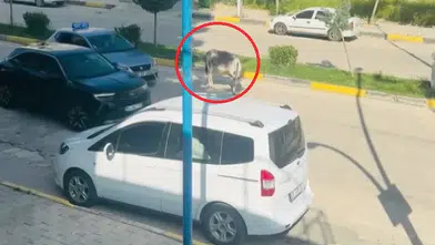 Ergani kara yolunda beklenmedik misafir Başıboş eşek sürücülere zor anlar yaşattı