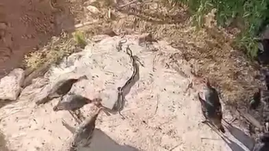 Diyarbakır'ın Çınar ilçesinde şaşırtan doğa olayı Hindiler yılanları pürdikkat izledi
