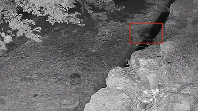 Diyarbakır Çermik’te yaban hayatı kamerada Yavru ayının su içtiği anlar kaydedildi