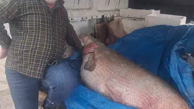 Diyarbakır Çermik’te balıkçıların Fırat Nehri mesaisi 130 kiloluk dev turna şaşırttı